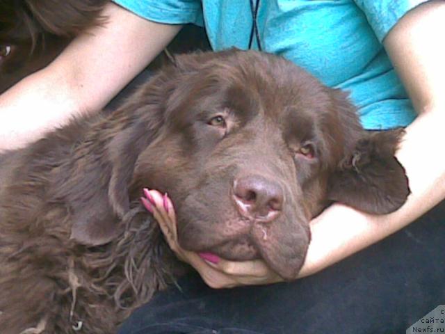 Фото: ньюфаундленд Afina Utrennya Zvezda Viva Jeniz (Афина Утренняя Звезда Вива Дженис)