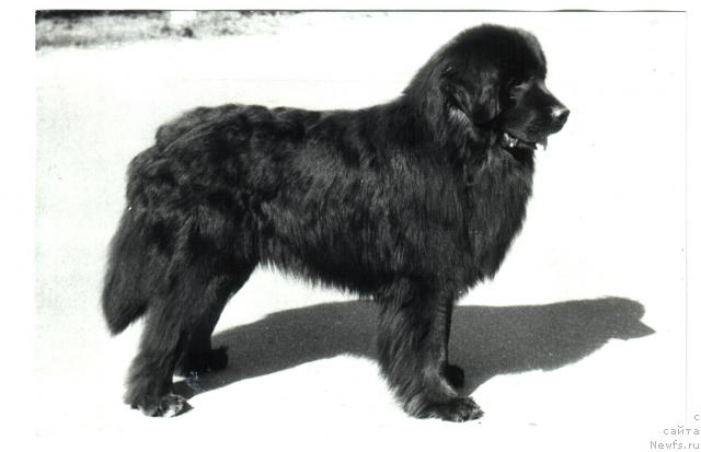 Фото: ньюфаундленд Piter Zeitur (Питер Жейтур)