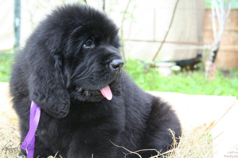 Фото: ньюфаундленд Chernaya Mafia Move Up In The World (Черная Мафия Мове Уп Ин Тхе Ворлд)