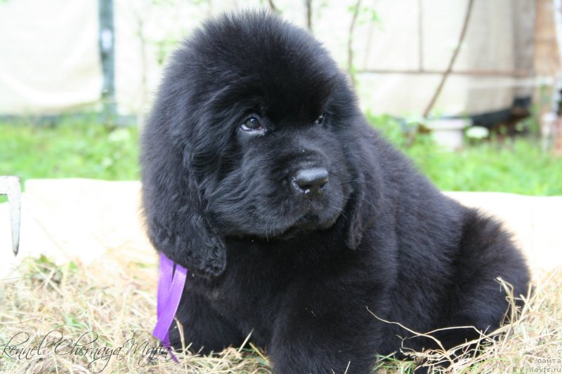 Фото: ньюфаундленд Chernaya Mafia Move Up In The World (Черная Мафия Мове Уп Ин Тхе Ворлд)