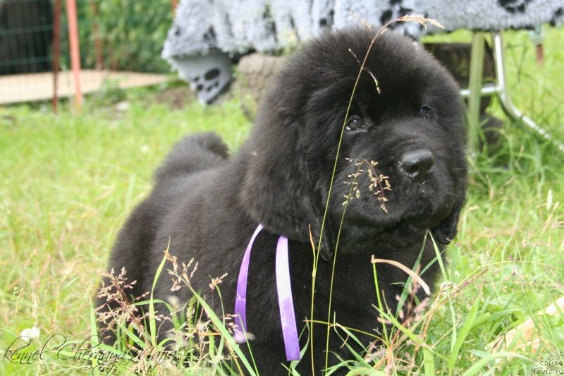 Фото: ньюфаундленд Chernaya Mafia Move Up In The World (Черная Мафия Мове Уп Ин Тхе Ворлд)