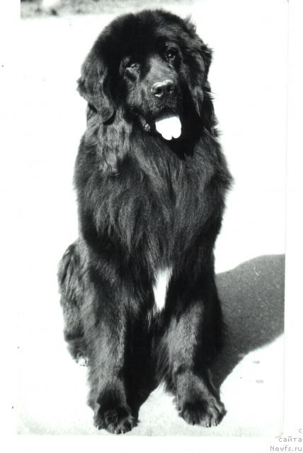 Фото: ньюфаундленд Piter Zeitur (Питер Жейтур)