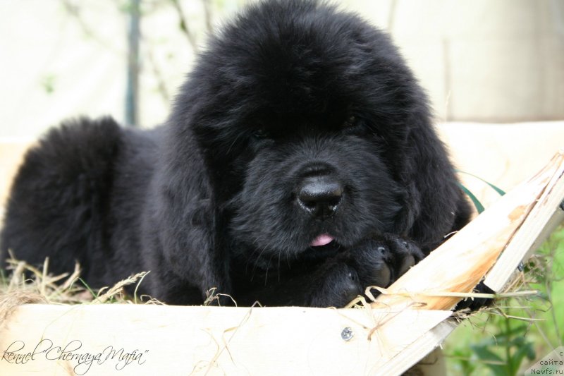 Фото: ньюфаундленд Chernaya Mafia Much Sought (Черная Мафия Муч Соугхт)