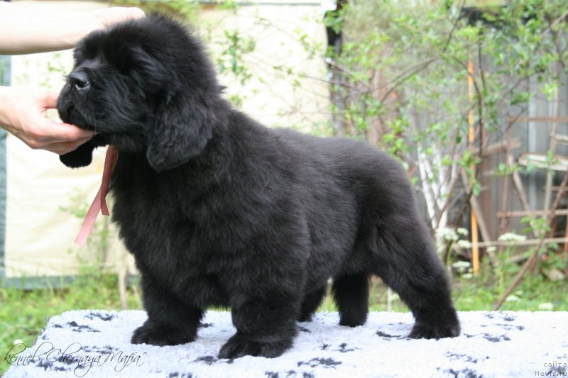 Фотография № 129286