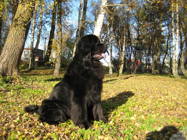 Фото: ньюфаундленд Korol Ljubvi Vialiki Miadzvedz (Король Любви Вялiкi Мядзведзь)