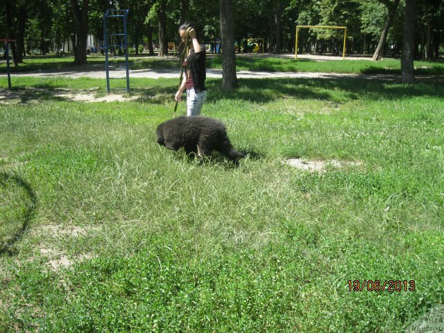 Фото: ньюфаундленд Sultan Best Bavariya Belle (Султан Бест Бавария Бель), Леусенко Светлана