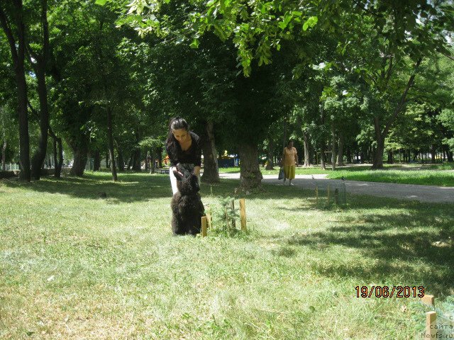 Фото: ньюфаундленд Sultan Best Bavariya Belle (Султан Бест Бавария Бель), Леусенко Светлана