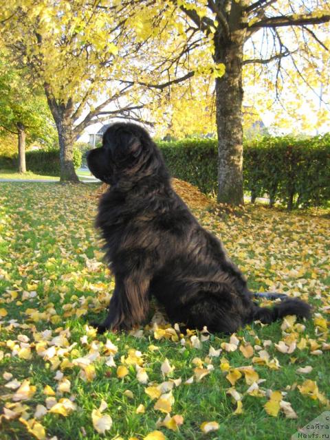 Фото: ньюфаундленд Korol Ljubvi Vialiki Miadzvedz (Король Любви Вялiкi Мядзведзь)