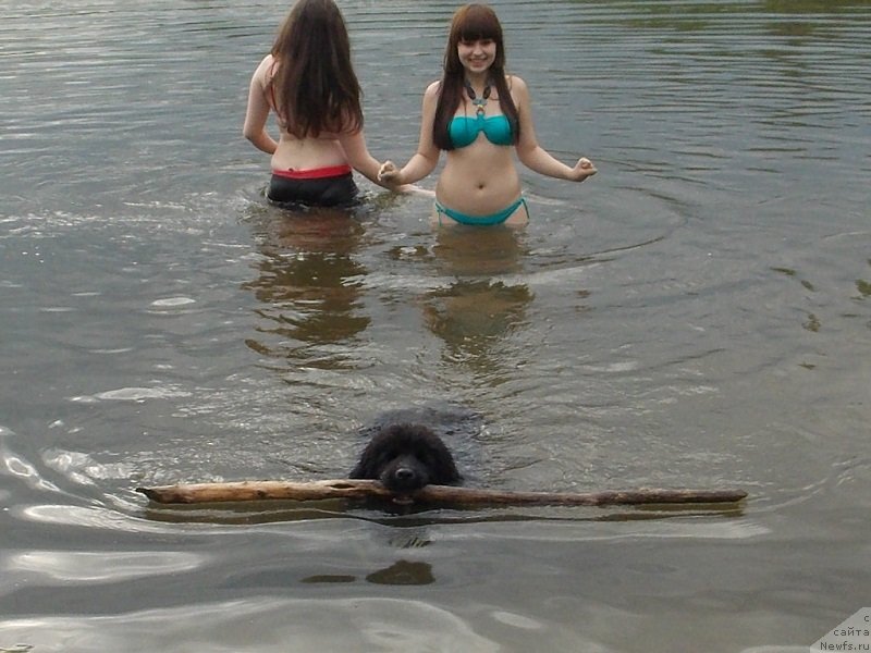 Фото: ньюфаундленд Lepestok Lilii (Лепесток Лилии)