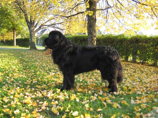 Фото: ньюфаундленд Korol Ljubvi Vialiki Miadzvedz (Король Любви Вялiкi Мядзведзь)