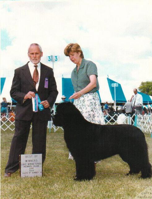 Фото: ньюфаундленд Midnight Lady's Express Yourself