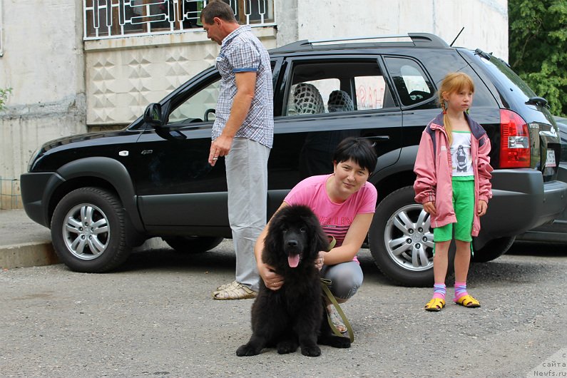 Фото: ньюфаундленд Sultan Best Bavariya Belle (Султан Бест Бавария Бель), Никуличева Татьяна