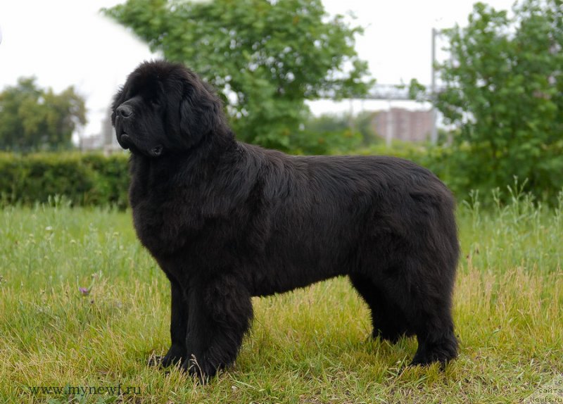 Фото: ньюфаундленд Sentyabrina s Berega Dona (Сентябрина с Берега Дона)