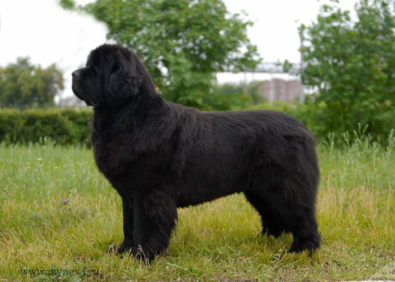 Фото: ньюфаундленд Sentyabrina s Berega Dona (Сентябрина с Берега Дона)