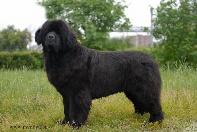 Фото: ньюфаундленд Sentyabrina s Berega Dona (Сентябрина с Берега Дона)