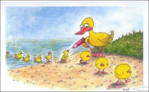 Фото: ньюфаундленд Piternyuf Mont Blanc (Питерньюф Монт Бланк)