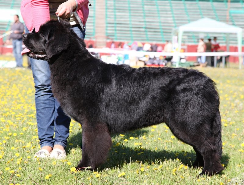 Фото: ньюфаундленд Akvian Song Idzumi (Аквиан Сонг Идзуми)