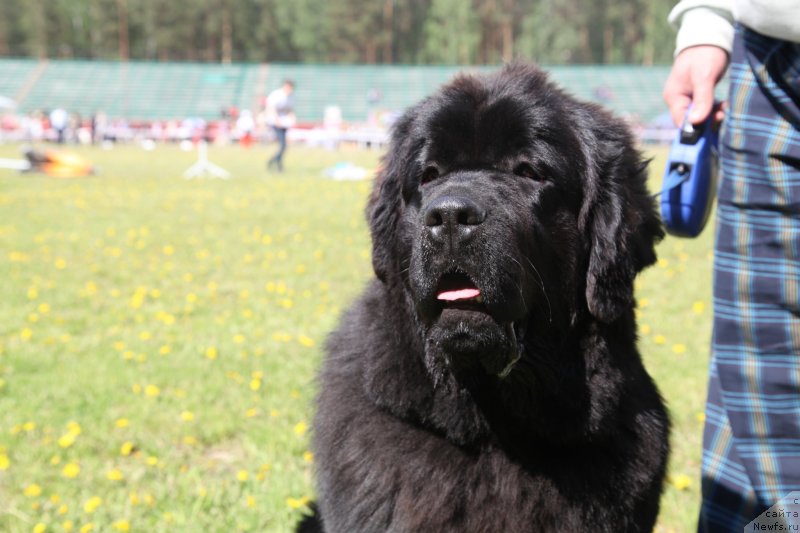 Фото: ньюфаундленд Akvian Song Idzumi (Аквиан Сонг Идзуми)