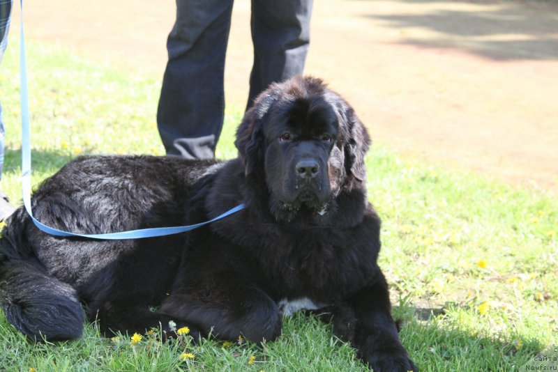 Фото: ньюфаундленд Akvian Song Idzumi (Аквиан Сонг Идзуми)