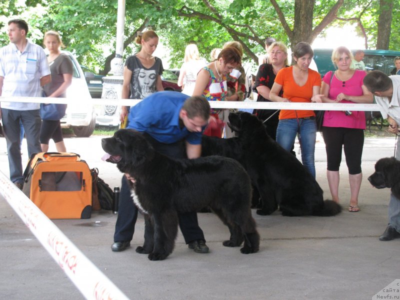 Фото: ньюфаундленд On Aroll Midnight Bear, ньюфаундленд Big Sky Bear Brezza Di Mare