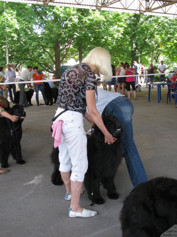 Фото: ньюфаундленд Viva La Diva Super Mishka