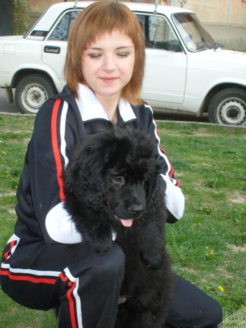 Фото: ньюфаундленд Kado Koal (Кадо Коал), Яна Гарнова