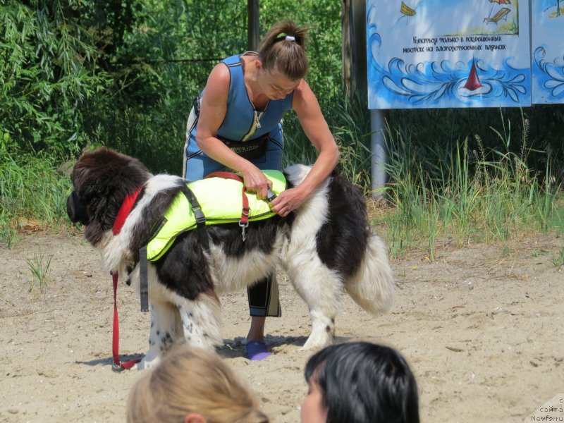 Фото: ньюфаундленд Clyde Winner Of The Ring Aqua Pearl