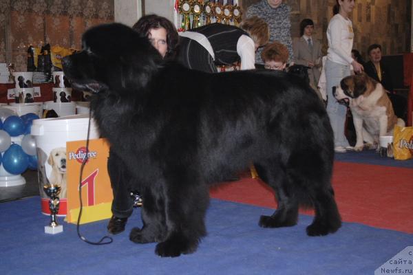 Фото: ньюфаундленд Lanselot Vialiki Miadzved (Ланцелот Вялiкi Мядзведзь)