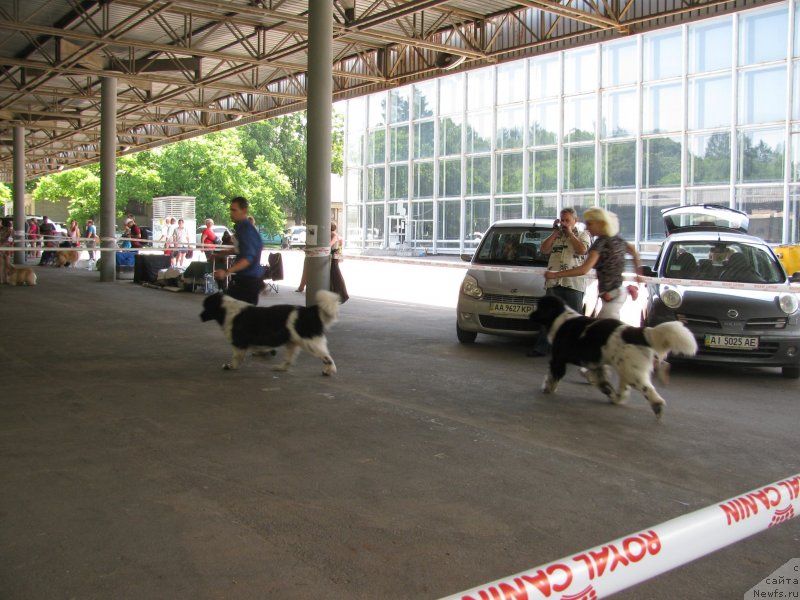 Фото: ньюфаундленд Archibald Good Win Super Mishka (Арчибальд Гуд Вин Супер Мишка), ньюфаундленд Bella Donna Barbaresco Super Mishka