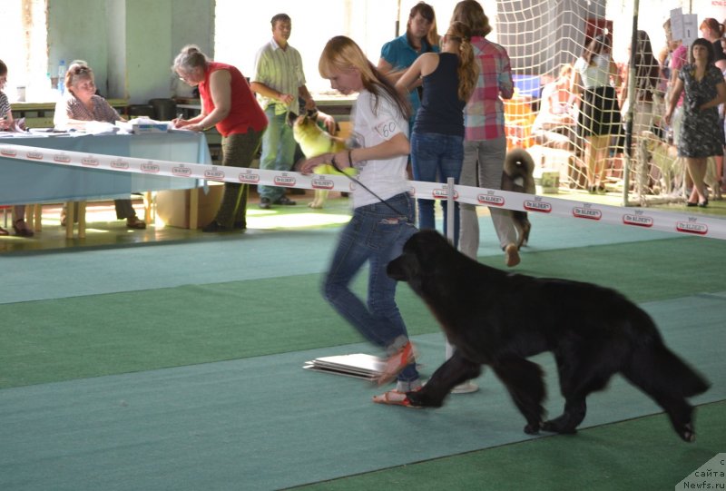 Фото: ньюфаундленд Sof'ya Golden Djess (Софья Голден Джесс)