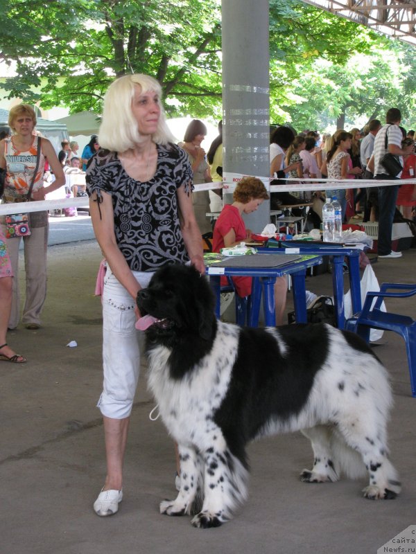 Фото: ньюфаундленд Bella Donna Barbaresco Super Mishka