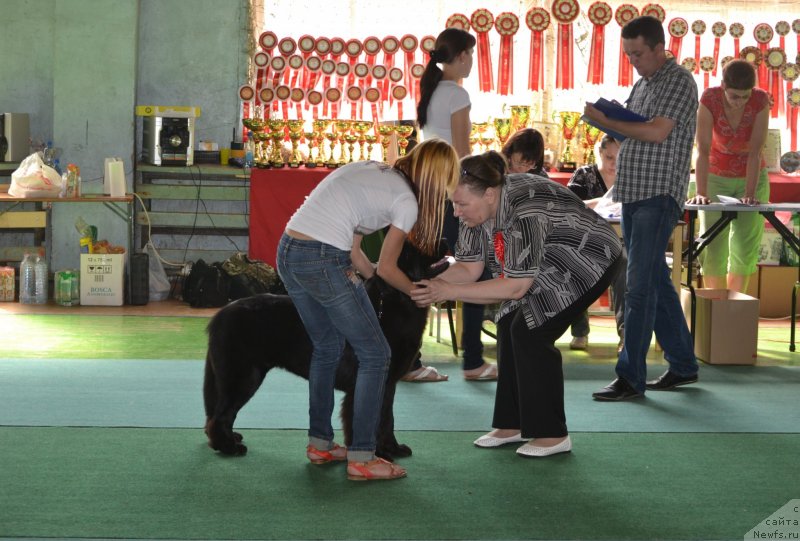 Фото: ньюфаундленд Sof'ya Golden Djess (Софья Голден Джесс)