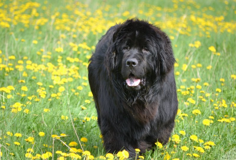 Фото: ньюфаундленд Simbad Pokoritel' Morey (Симбад Покоритель Морей)