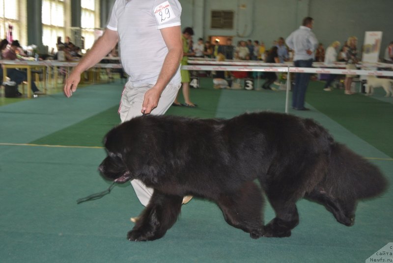 Фото: ньюфаундленд Simbad Pokoritel' Morey (Симбад Покоритель Морей)