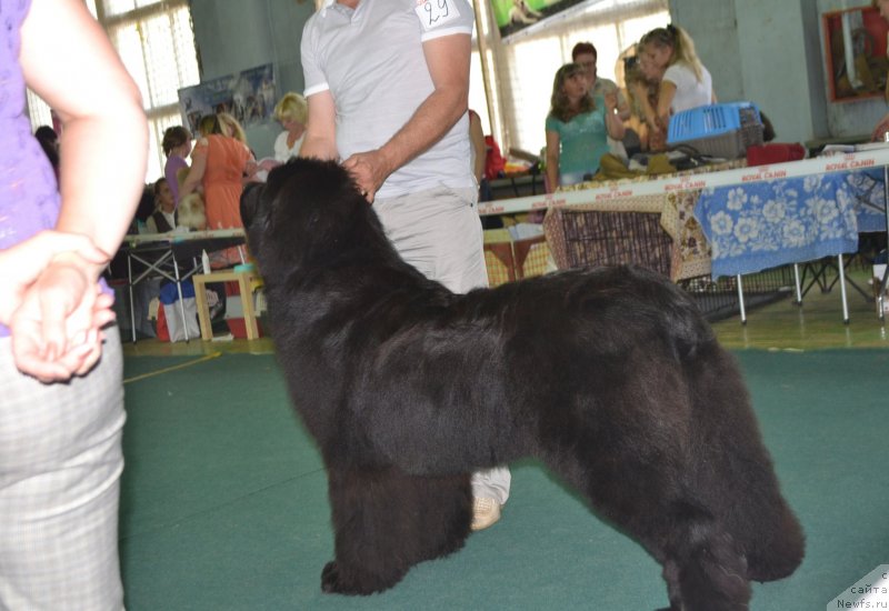 Фото: ньюфаундленд Simbad Pokoritel' Morey (Симбад Покоритель Морей)