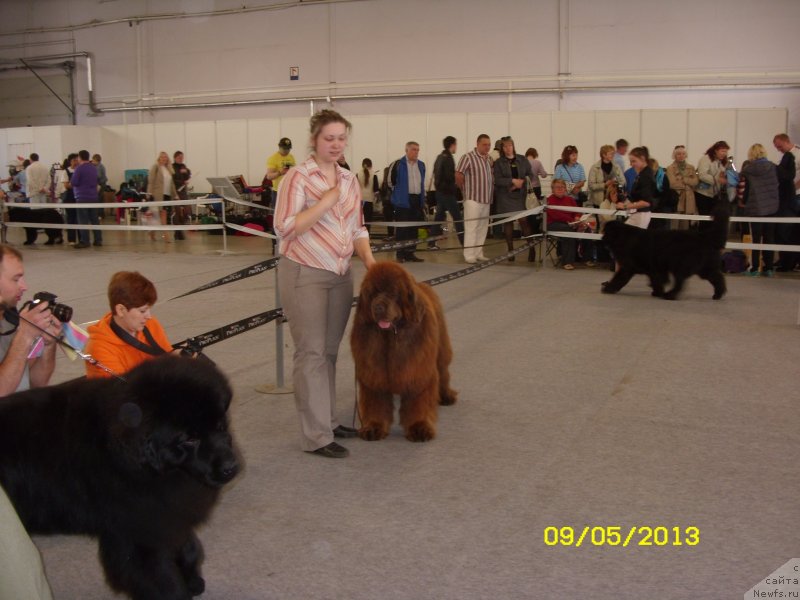 Фото: ньюфаундленд Komandor iz Medvej'ego YAra (Командор из Медвежьего Яра)