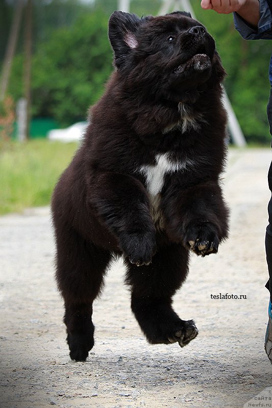 Фото: ньюфаундленд Aquatoriya Kelvin Schedrivchik (Акватория Келвин Щедривчик)