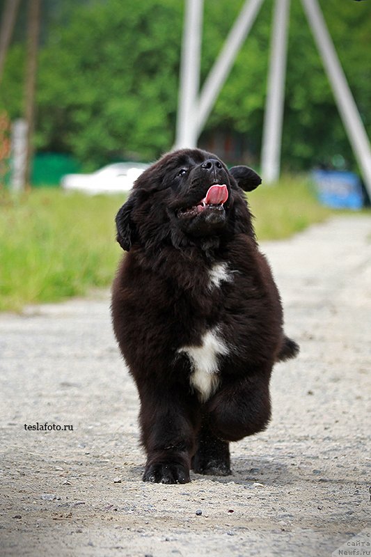 Фото: ньюфаундленд Aquatoriya Kelvin Schedrivchik (Акватория Келвин Щедривчик)