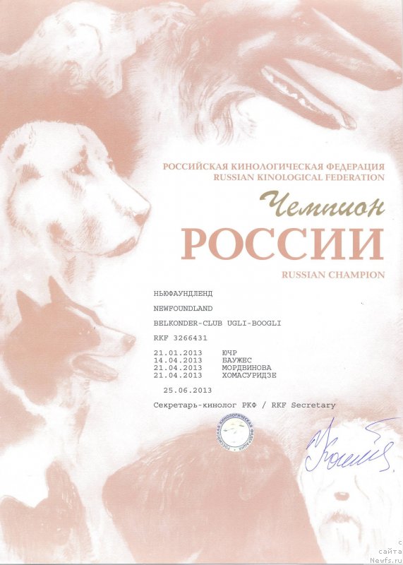 Фото: ньюфаундленд Belkonder-Club Ugli-Boogli (Белкондер-Клаб Угли-Бугли)
