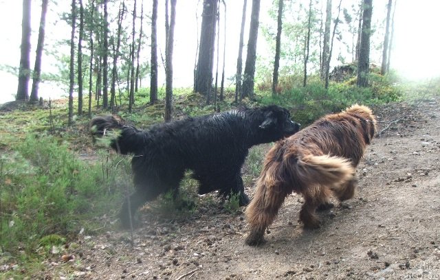 Фото: ньюфаундленд Deep Love Hammer for Plushevaya Panda, ньюфаундленд Take It Slowly Blu Plushevay Panda