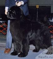 Фото: ньюфаундленд Jubilees You're the Top