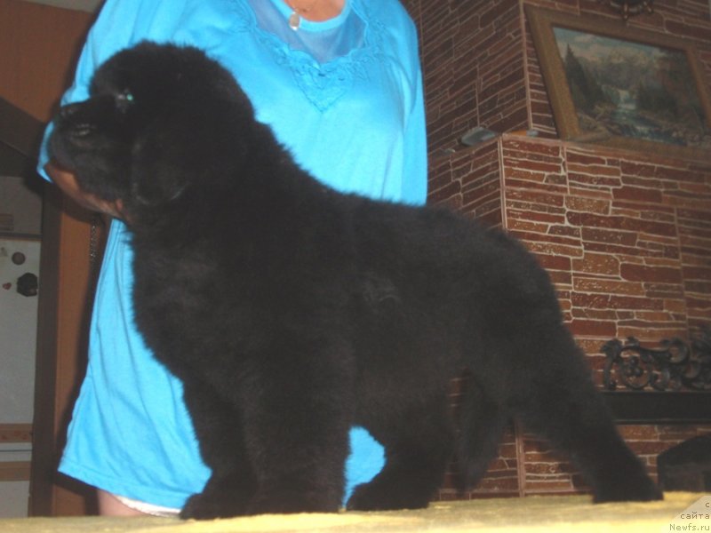 Фото: ньюфаундленд Viola Kosta Lamponi (Виола Коста Лампони)