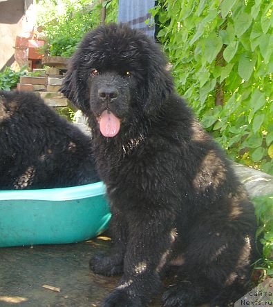 Фото: ньюфаундленд Bjornebandens Nancy Wilson