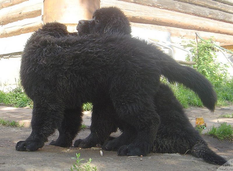 Фото: ньюфаундленд Bjornebandens Nancy Wilson