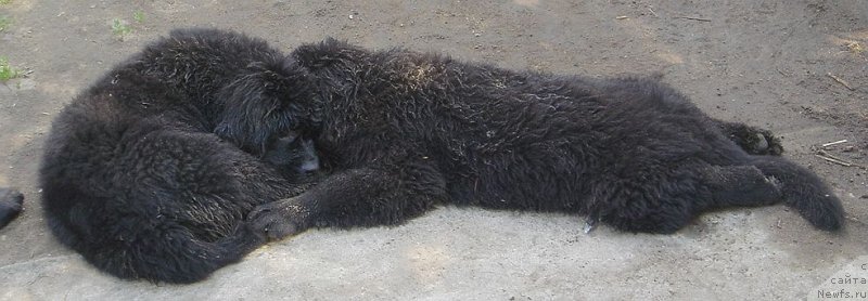 Фото: ньюфаундленд Bjornebandens Nancy Wilson