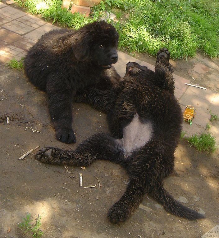Фото: ньюфаундленд Bjornebandens Nancy Wilson