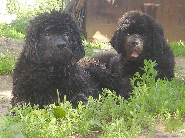 Фото: ньюфаундленд Bjornebandens Nancy Wilson