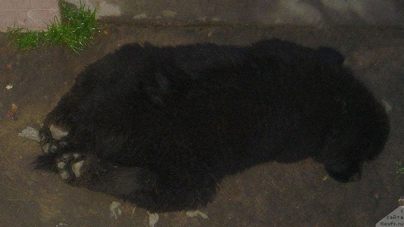 Фото: ньюфаундленд Bjornebandens Nancy Wilson