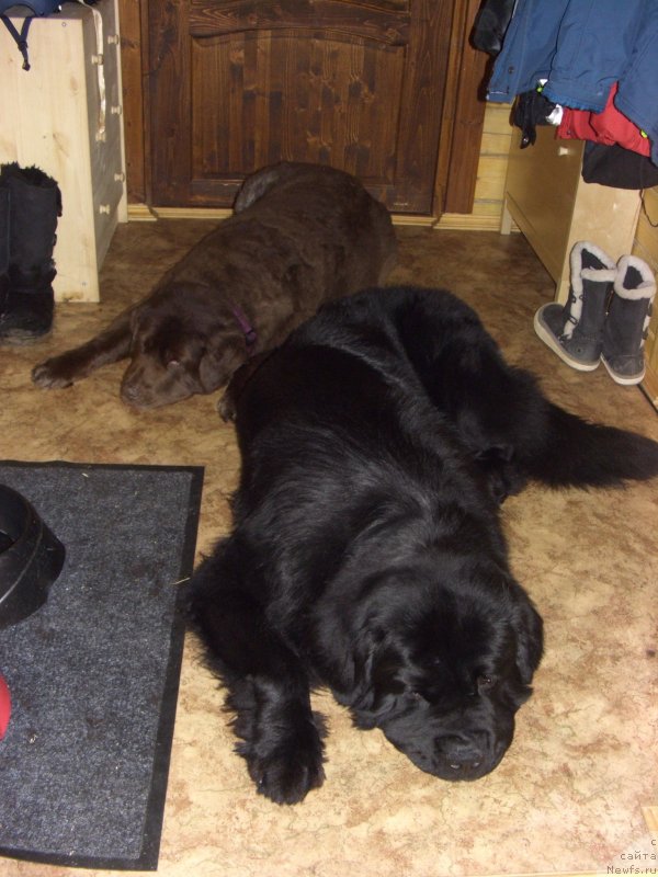 Фото: ньюфаундленд Peter-Bear Bizerta Soul (Петер-Беар Бизерта Соул), ньюфаундленд Restayling From SHipmyen (Рестайлинг Фром Шипмэн)