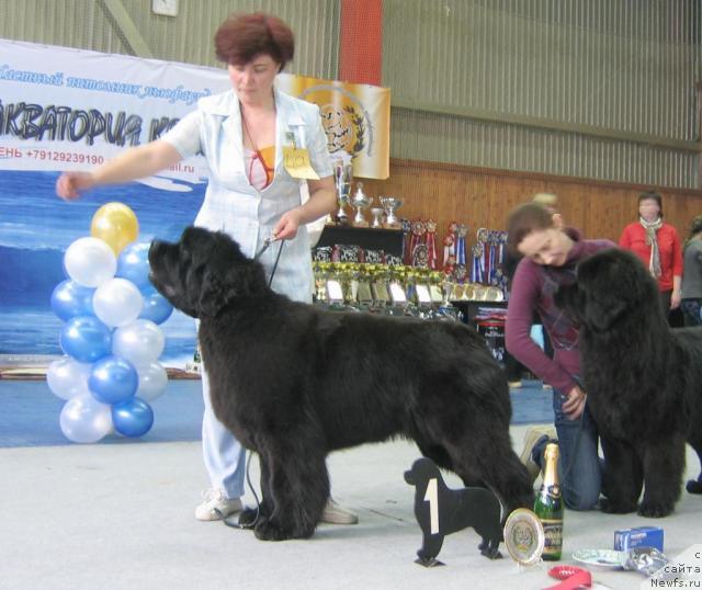 Фото: ньюфаундленд Dynasty Queen iz Medvejyego Yara (Династия Квин из Медвежьего Яра)